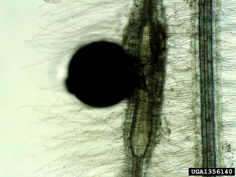 Yellow potato cyst nematode (Globodera rostochiensis) {!--감자씨스트선충-->; DISPLAY FULL IMAGE.