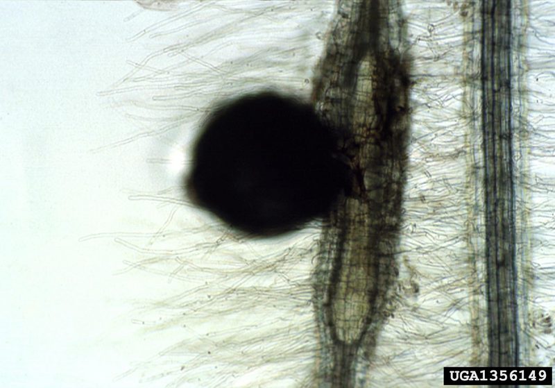 Yellow potato cyst nematode (Globodera rostochiensis) {!--감자씨스트선충-->; DISPLAY FULL IMAGE.