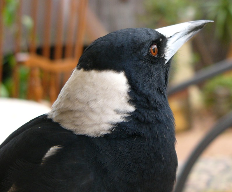 mother magpie (Australian Magpie); DISPLAY FULL IMAGE.