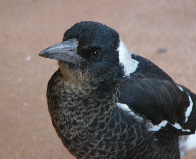 baby magpie (Australian Magpie); DISPLAY FULL IMAGE.