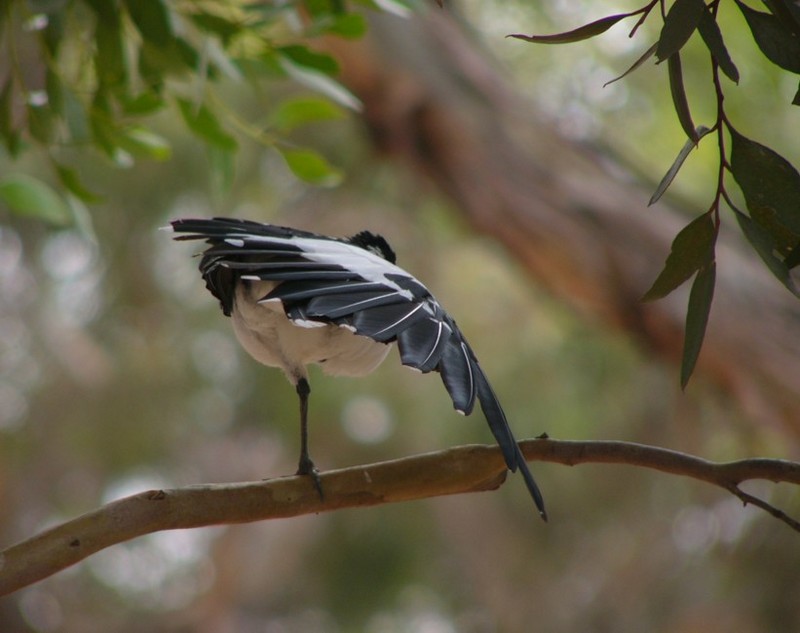 bird ballet (Australian Magpie); DISPLAY FULL IMAGE.