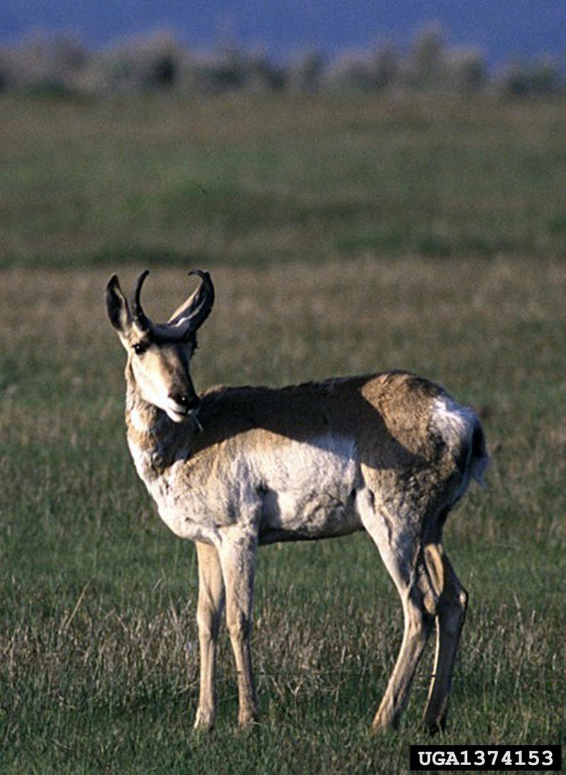 Pronghorn Antelope (Antilocapra americana) {!--가지뿔영양-->; DISPLAY FULL IMAGE.