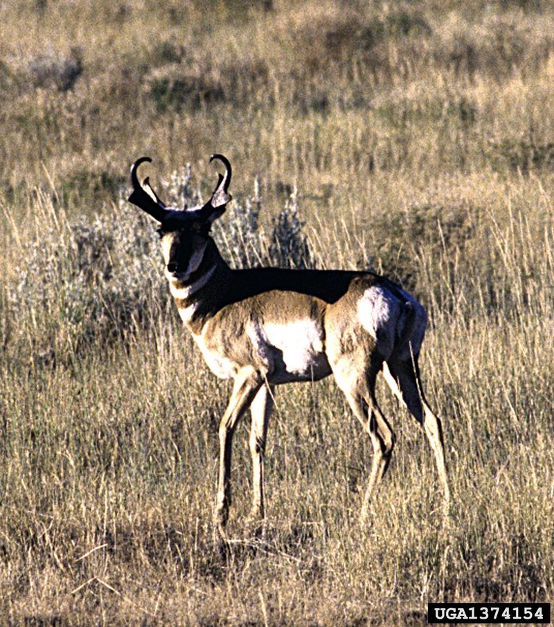 Pronghorn Antelope (Antilocapra americana) {!--가지뿔영양-->; DISPLAY FULL IMAGE.