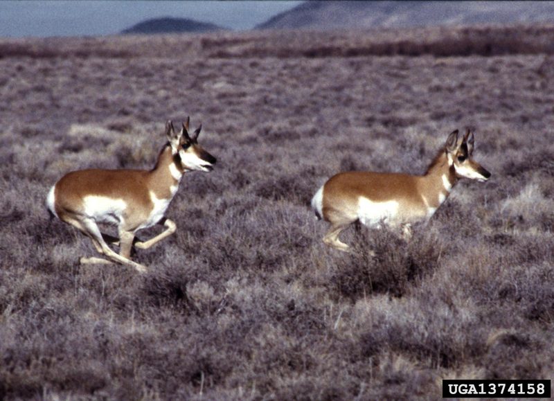Pronghorn Antelopes (Antilocapra americana) {!--가지뿔영양-->; DISPLAY FULL IMAGE.