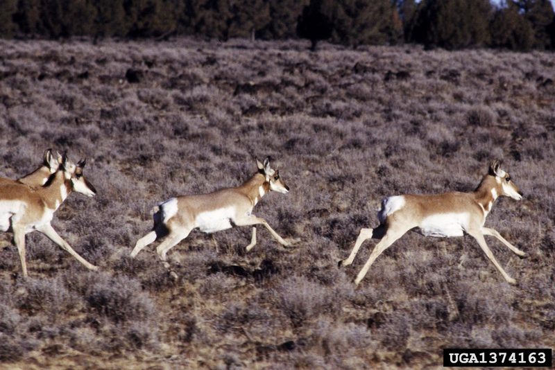 Pronghorn Antelopes (Antilocapra americana) {!--가지뿔영양-->; DISPLAY FULL IMAGE.