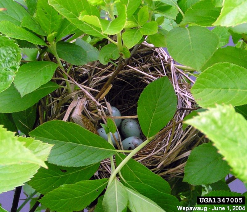 Red-winged Blackbird (Agelaius phoeniceus) eggs {!--붉은어깨찌르레기사촌 알-->; DISPLAY FULL IMAGE.