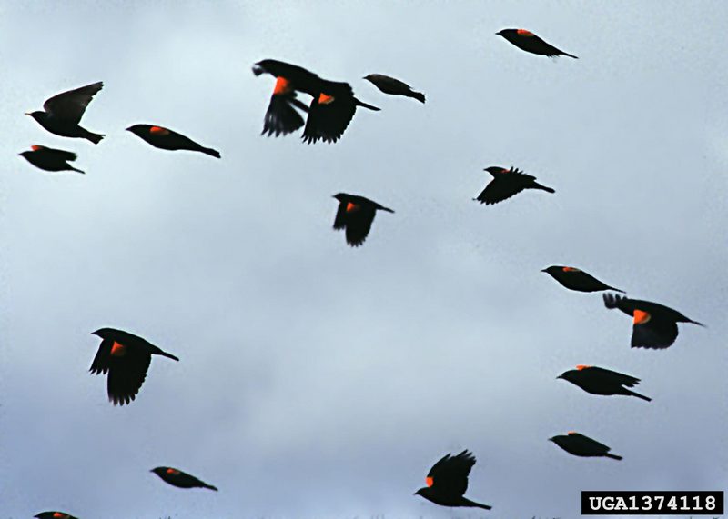 Red-winged Blackbirds (Agelaius phoeniceus) {!--붉은어깨찌르레기사촌-->; DISPLAY FULL IMAGE.