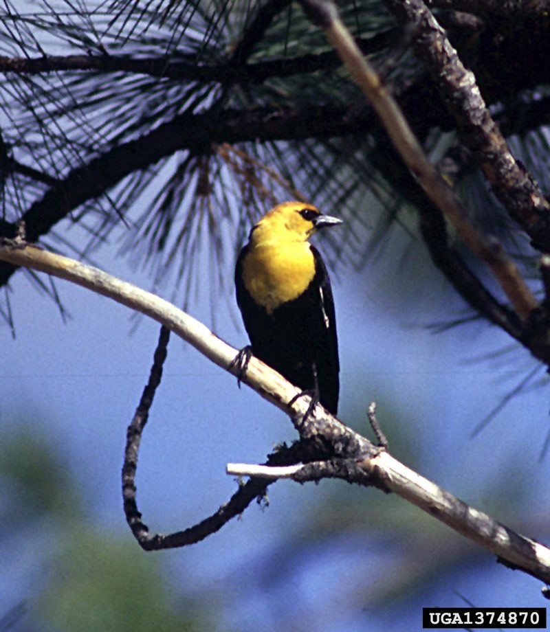Yellow-headed Blackbird (Xanthocephalus xanthocephalus) {!--노란머리찌르레기사촌-->; DISPLAY FULL IMAGE.