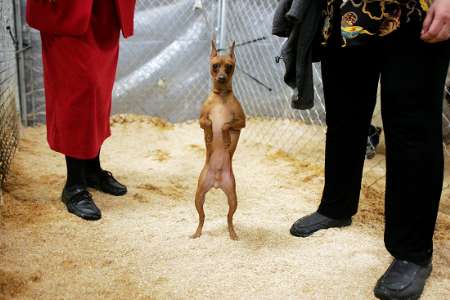 Miniature Doberman Pinscher, Dog Show, USA [REUTERS 2006-02-13]; Image ...