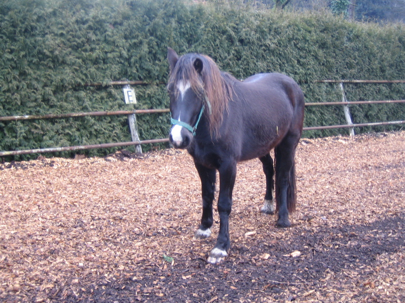 Welsh Cob; DISPLAY FULL IMAGE.