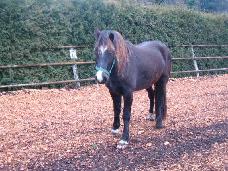 Horse Welsh Cob; DISPLAY FULL IMAGE.