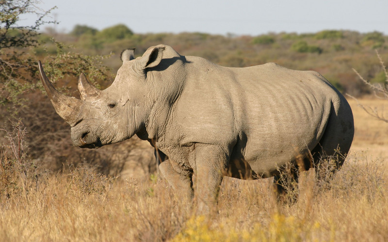 White Rhino - Khama Rhino Sanctuary, Botswana = white rhinoceros (Ceratotherium simum); DISPLAY FULL IMAGE.