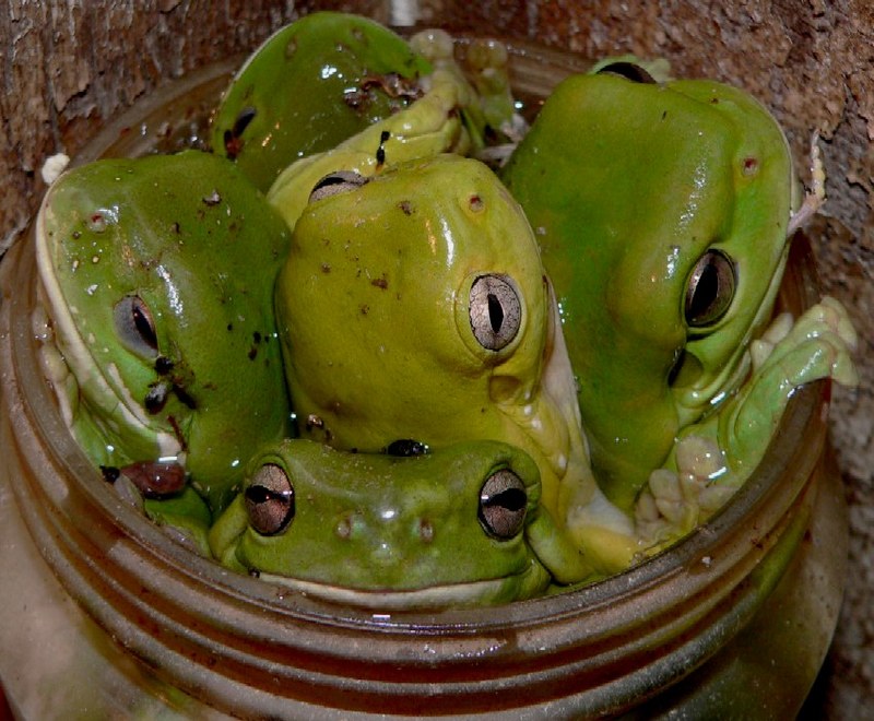 full of frogs; DISPLAY FULL IMAGE.