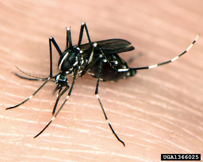 Asian Tiger Mosquito (Aedes albopictus) {!--흰줄숲모기-->; DISPLAY FULL IMAGE.