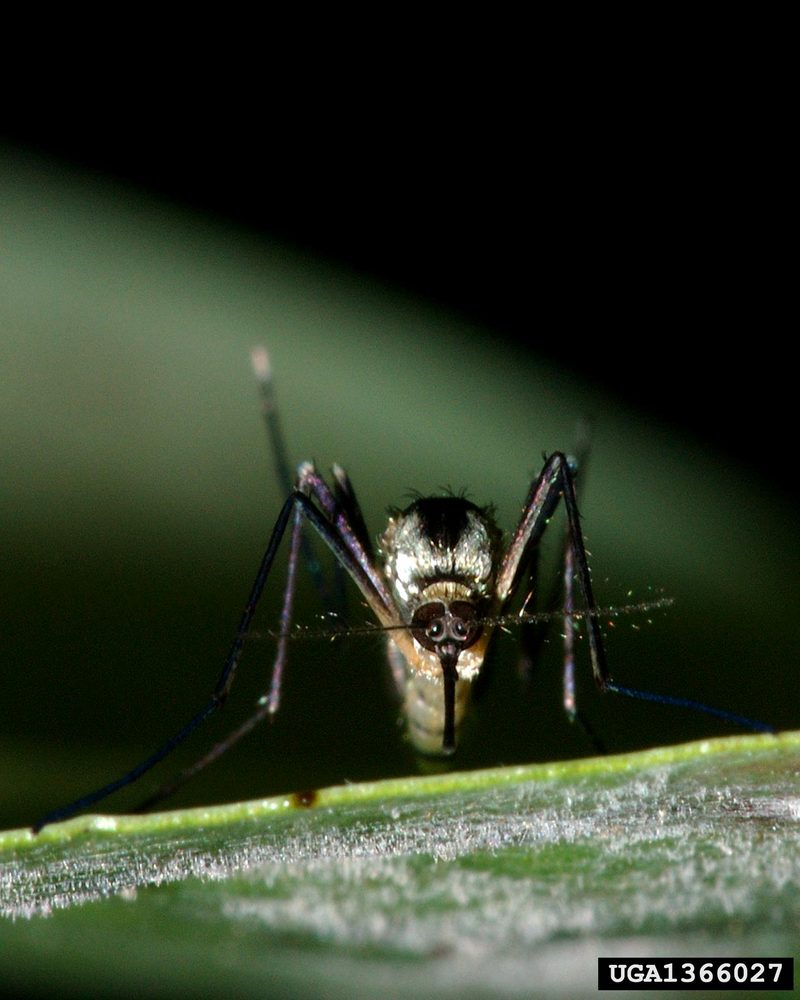 Eastern Treehole Mosquito (Aedes triseriatus) {!--미국흰줄숲모기-->; DISPLAY FULL IMAGE.