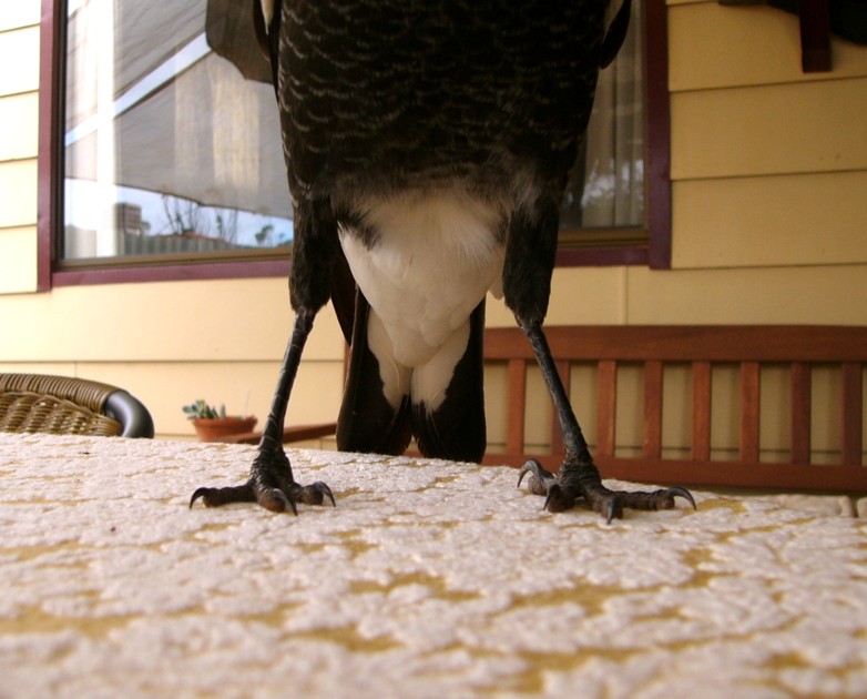 FEEED MEEE!!! (Australian magpie); DISPLAY FULL IMAGE.
