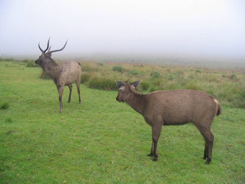 Sri lankan deer taken from horten plance range of worlds end; DISPLAY FULL IMAGE.