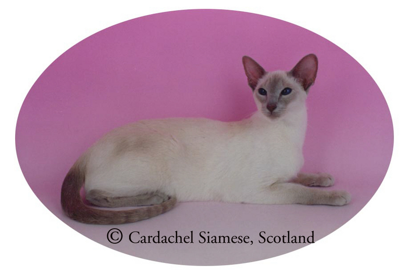 Siamese Cats; DISPLAY FULL IMAGE.