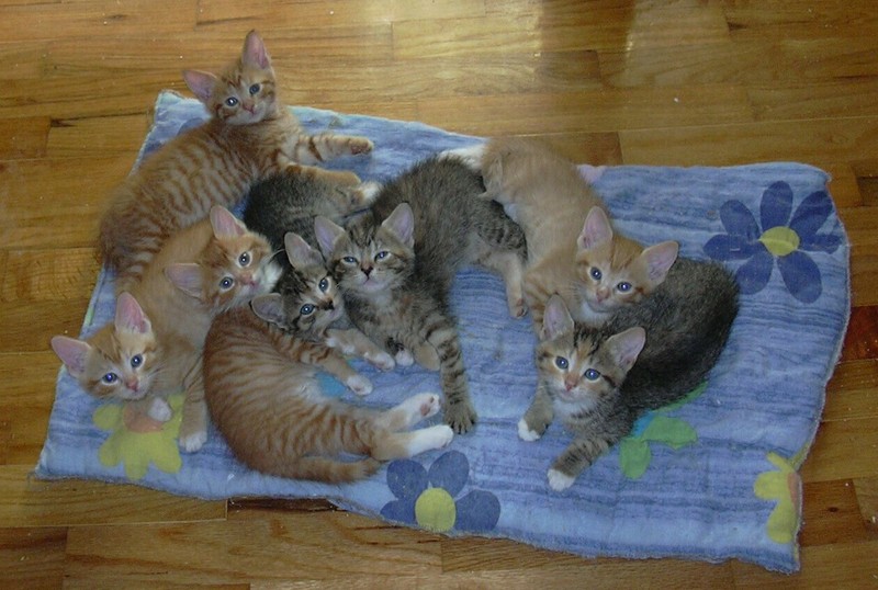 7 Kittens; DISPLAY FULL IMAGE.