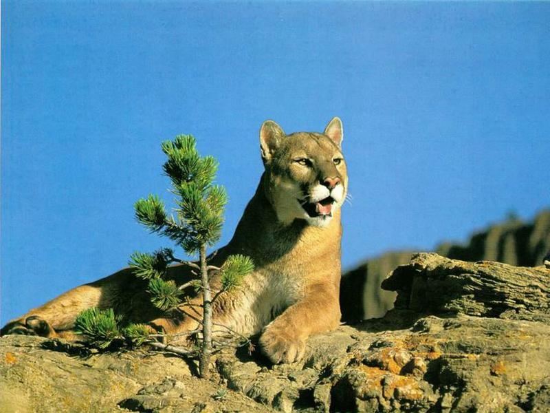 Talking cougar; DISPLAY FULL IMAGE.