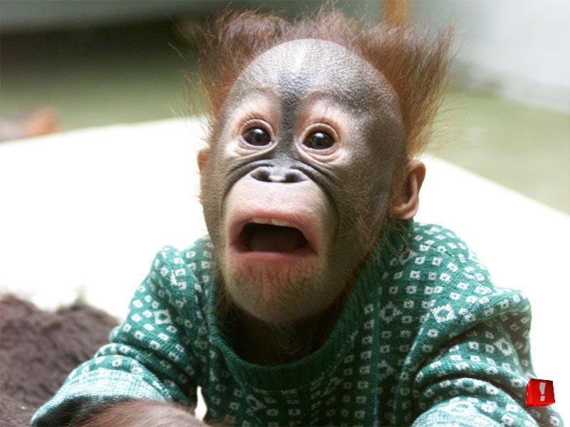 Orangutan; DISPLAY FULL IMAGE.