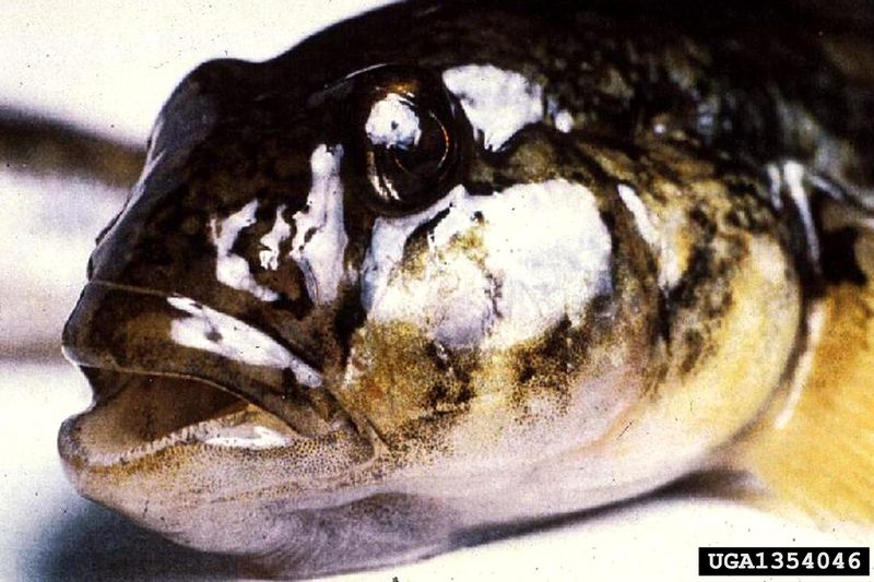 Round Goby (Neogobius melanostomus) {!--검은입망둑-->; DISPLAY FULL IMAGE.
