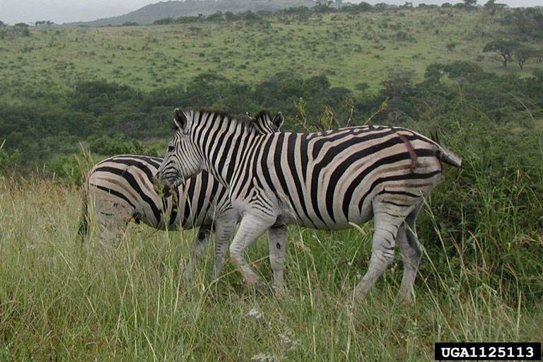 Plains Zebras (Equus burchelli) {!--초원얼룩말-->; Image ONLY