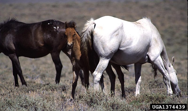 Wild Horse (Equus caballus) {!--말(야생마)-->; DISPLAY FULL IMAGE.