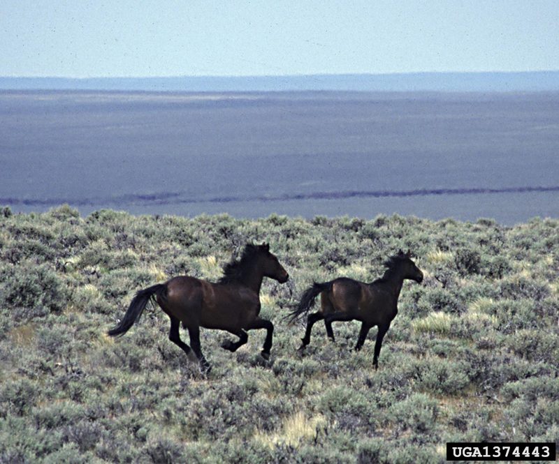 Wild Horse (Equus caballus) {!--말(야생마)-->; DISPLAY FULL IMAGE.