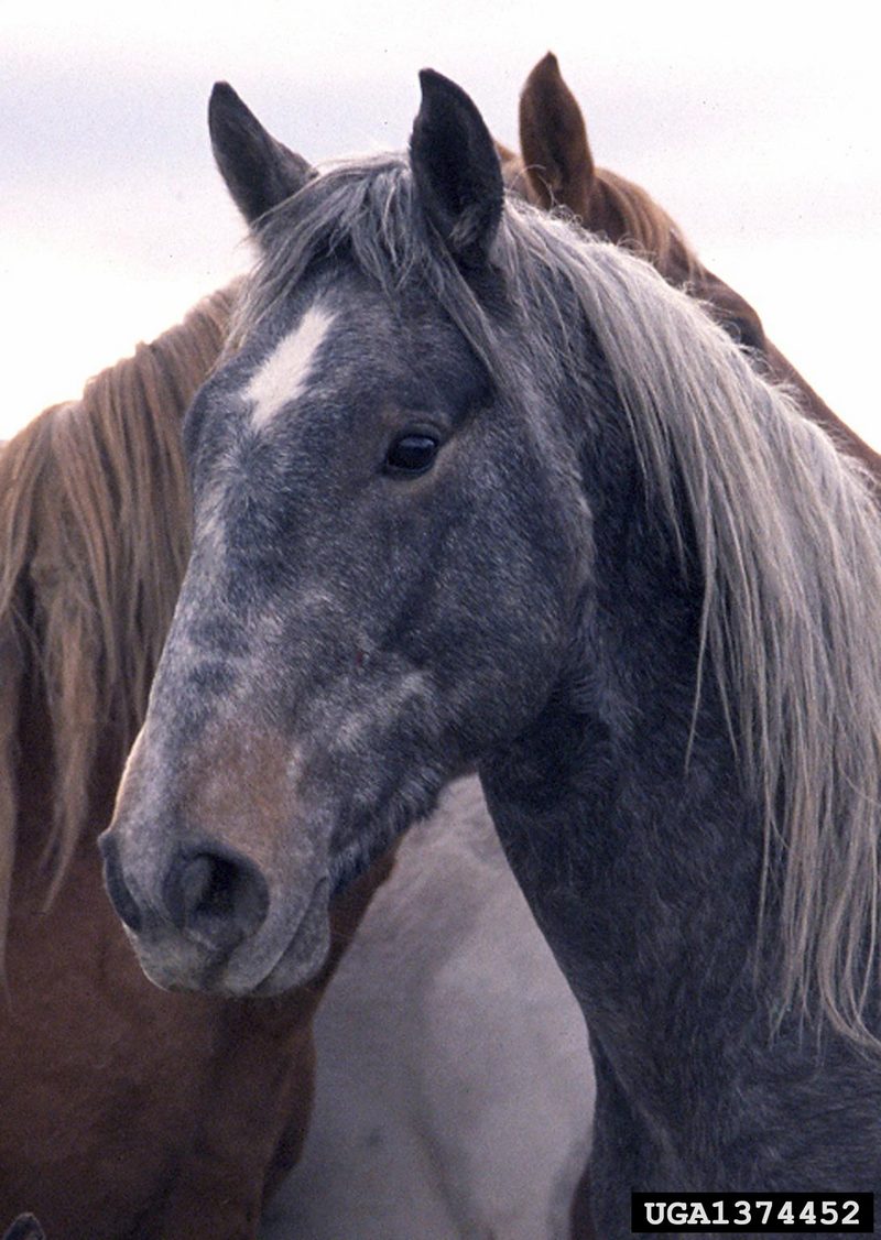 Wild Horse (Equus caballus) {!--말(야생마)-->; DISPLAY FULL IMAGE.
