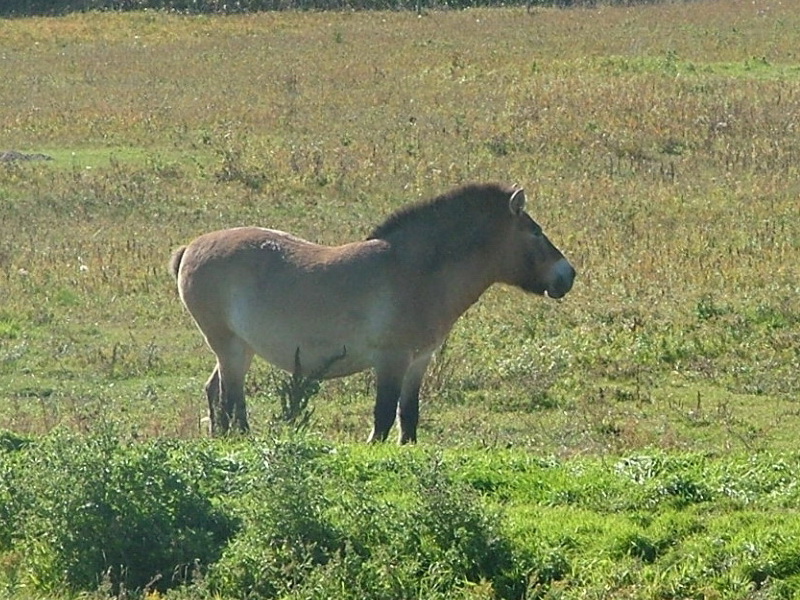Przewalski's Horse (Equus caballus przewalskii) {!--몽고마, 몽고야생마, 몽고말-->; DISPLAY FULL IMAGE.