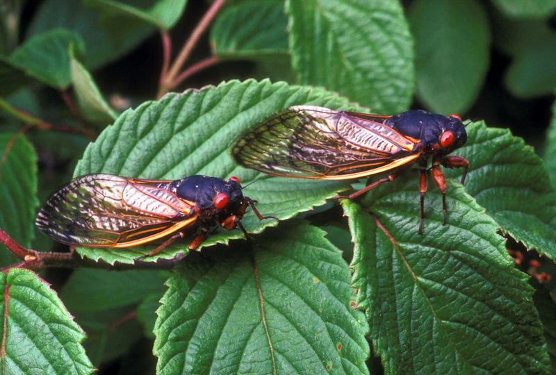 Periodical Cicada (Magicicada septendecim) {!--17년매미(주기매미류)-->; DISPLAY FULL IMAGE.
