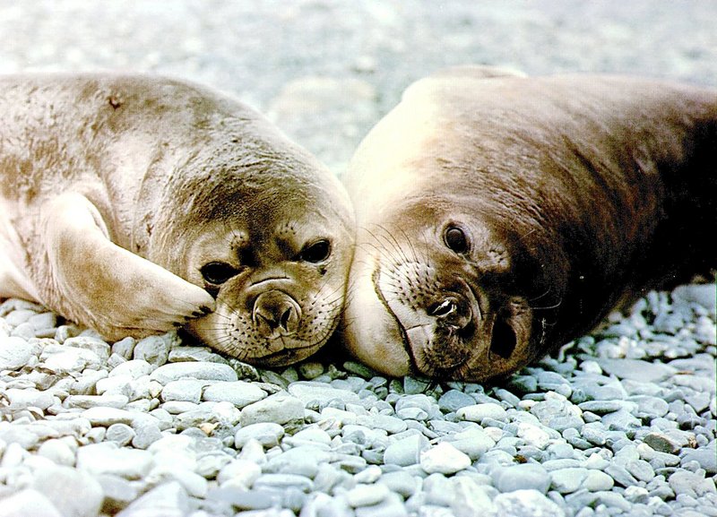 Seals; DISPLAY FULL IMAGE.