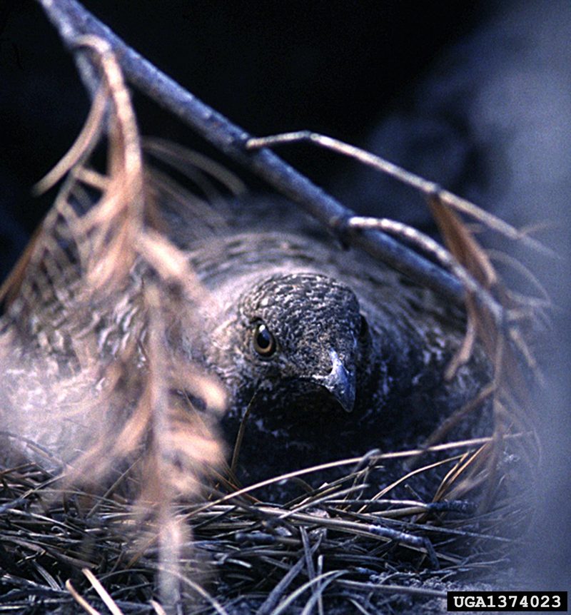 Blue Grouse (Dendragapus obscurus) {!--청뇌조(靑雷鳥)-->; DISPLAY FULL IMAGE.