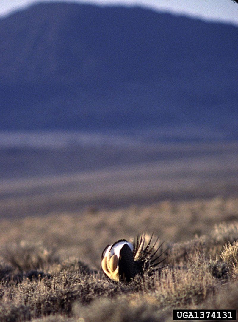 Sage Grouse (Centrocercus urophasianus) {!--흰목도리뇌조(----雷鳥)-->; DISPLAY FULL IMAGE.
