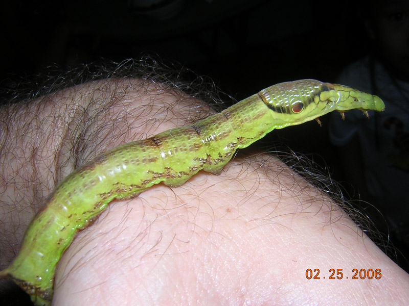 snake mimic by caterpillar; DISPLAY FULL IMAGE.