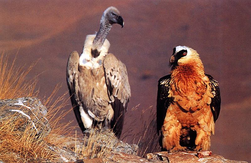 Bearded Vulture; DISPLAY FULL IMAGE.