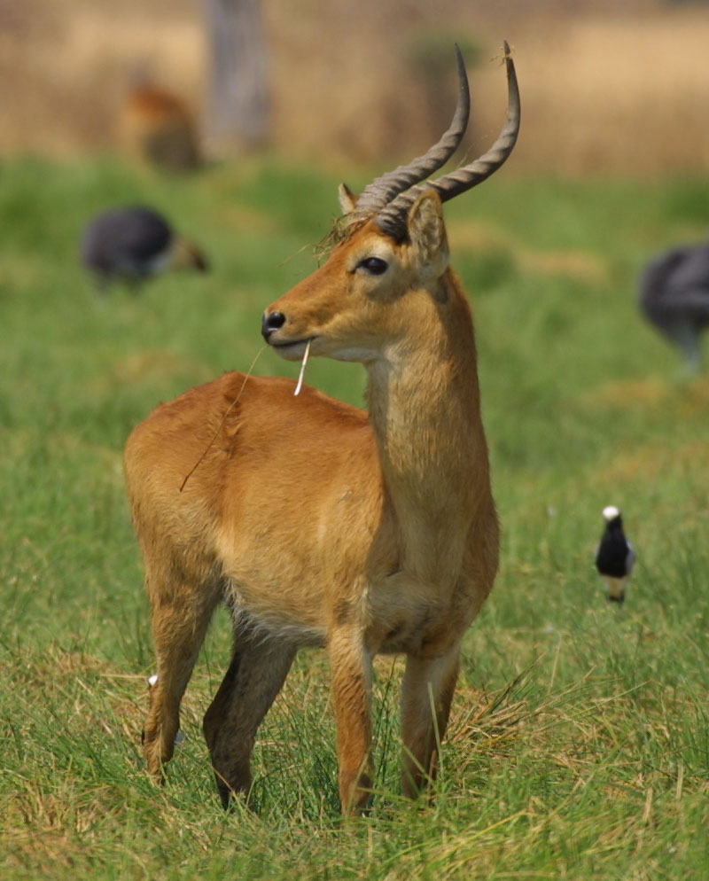 Male Puku Kobus vardonii; DISPLAY FULL IMAGE.