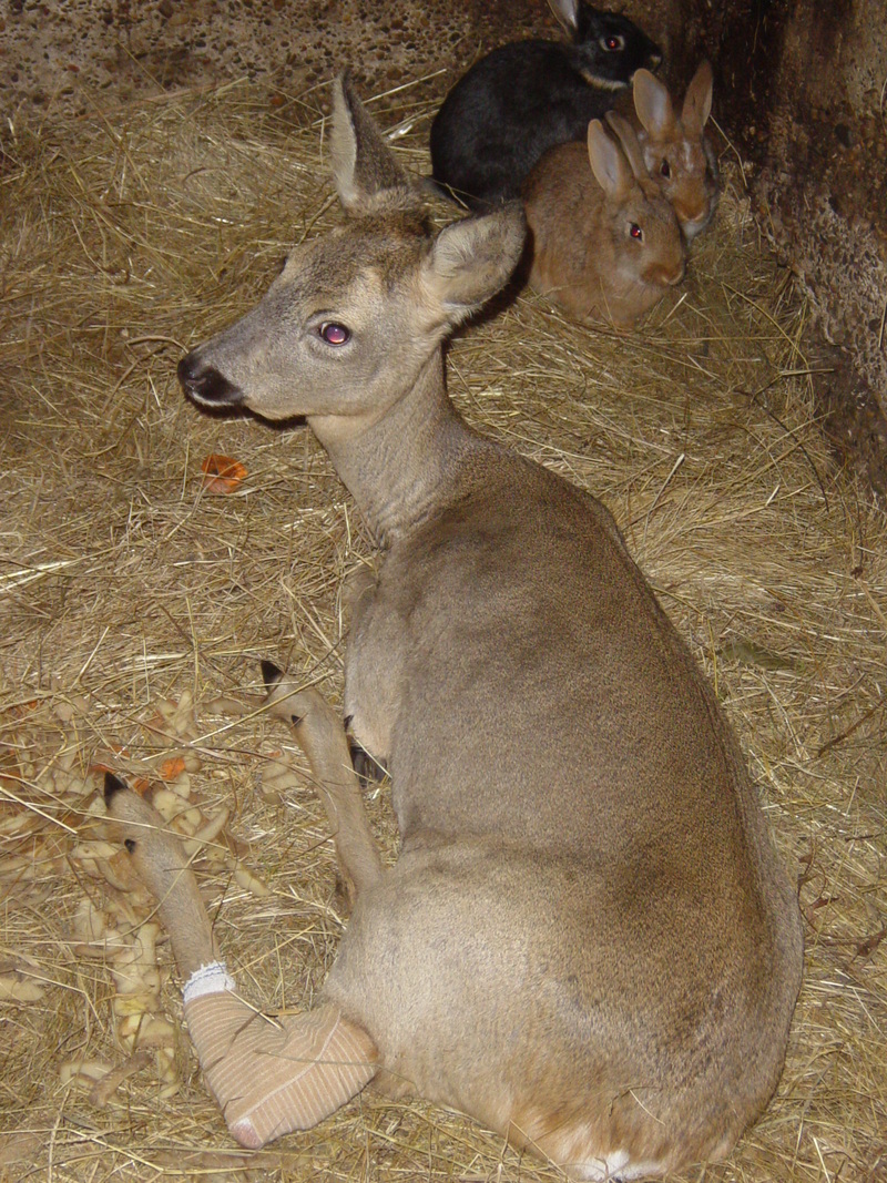 capreolus capreolus - European roe deer; DISPLAY FULL IMAGE.
