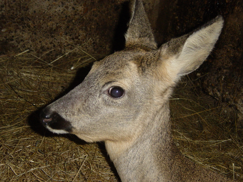 Capreolus capreolus - European roe deer; DISPLAY FULL IMAGE.