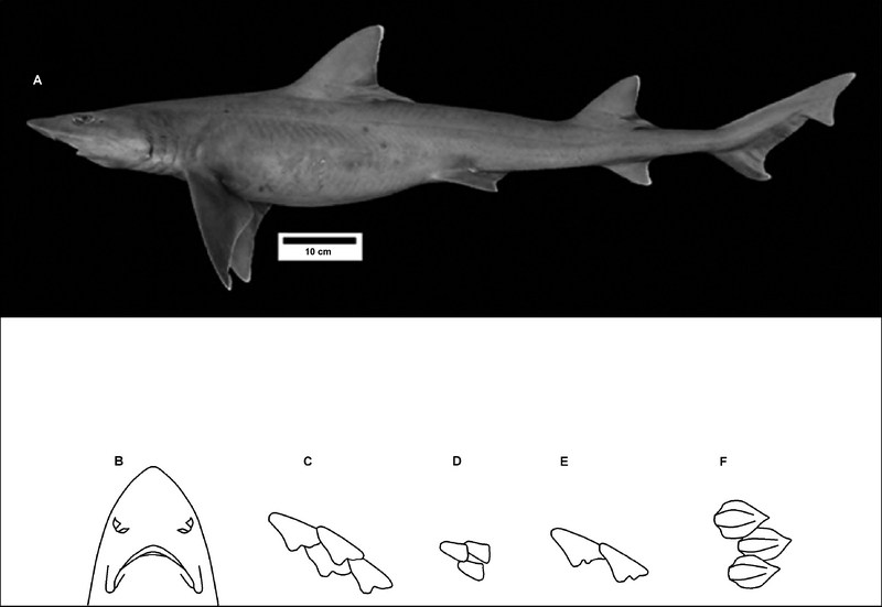 A New Eastern North Pacific Smoothhound Shark (Genus Mustelus, Family Triakidae) from the Gulf of California [Copeia 2005]; DISPLAY FULL IMAGE.