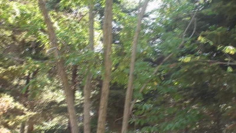 animals; DISPLAY FULL IMAGE.