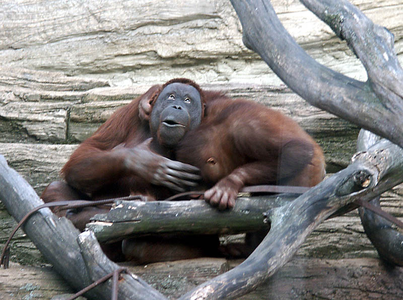 Happy Orangutans; DISPLAY FULL IMAGE.