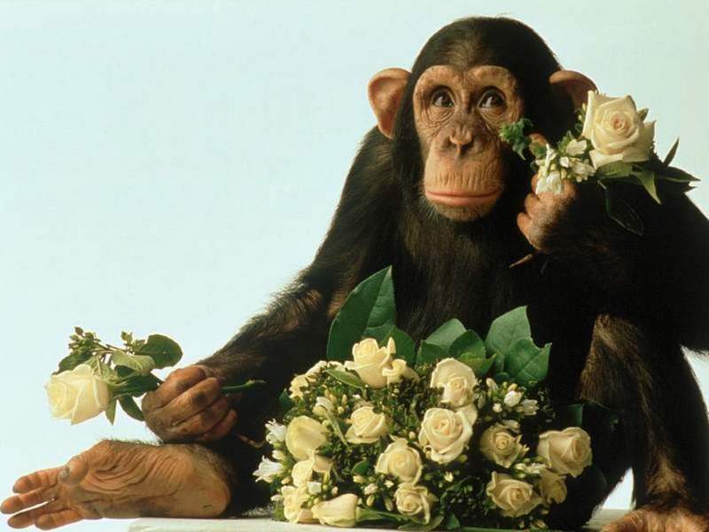 Flower chimp; DISPLAY FULL IMAGE.