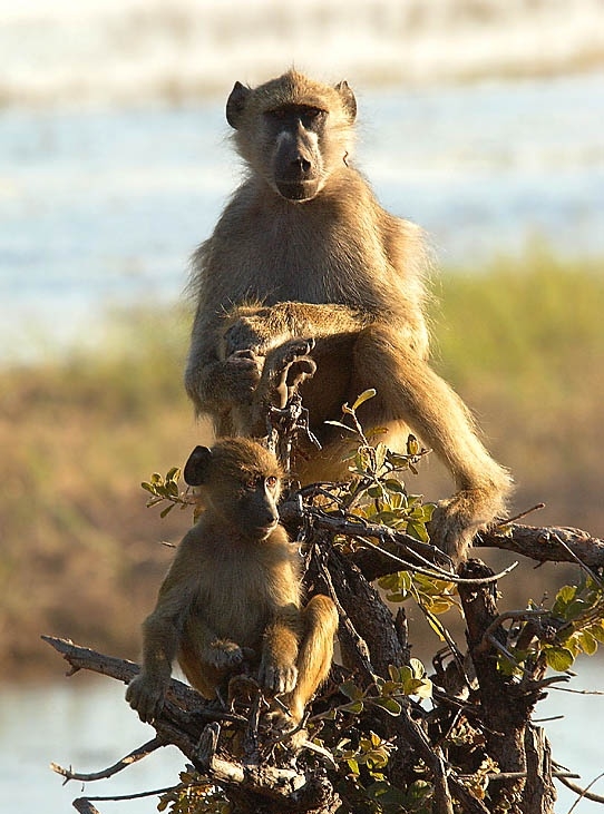 Baboons; Image ONLY