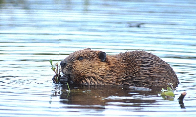 Beaver; DISPLAY FULL IMAGE.
