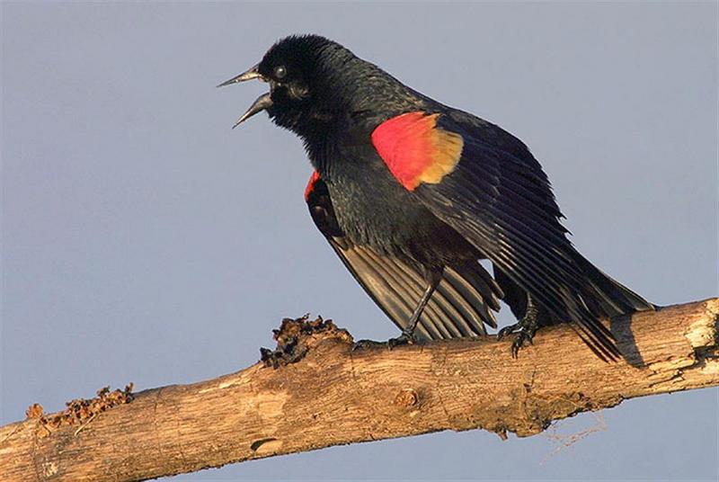 Red-winged Blackbird; DISPLAY FULL IMAGE.