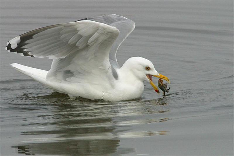 Herring Gull; DISPLAY FULL IMAGE.
