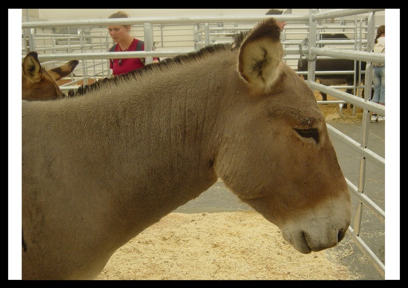 Donkey (Equus asinus domesticus); DISPLAY FULL IMAGE.