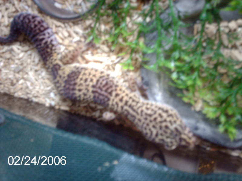 Leopard Geckos; DISPLAY FULL IMAGE.